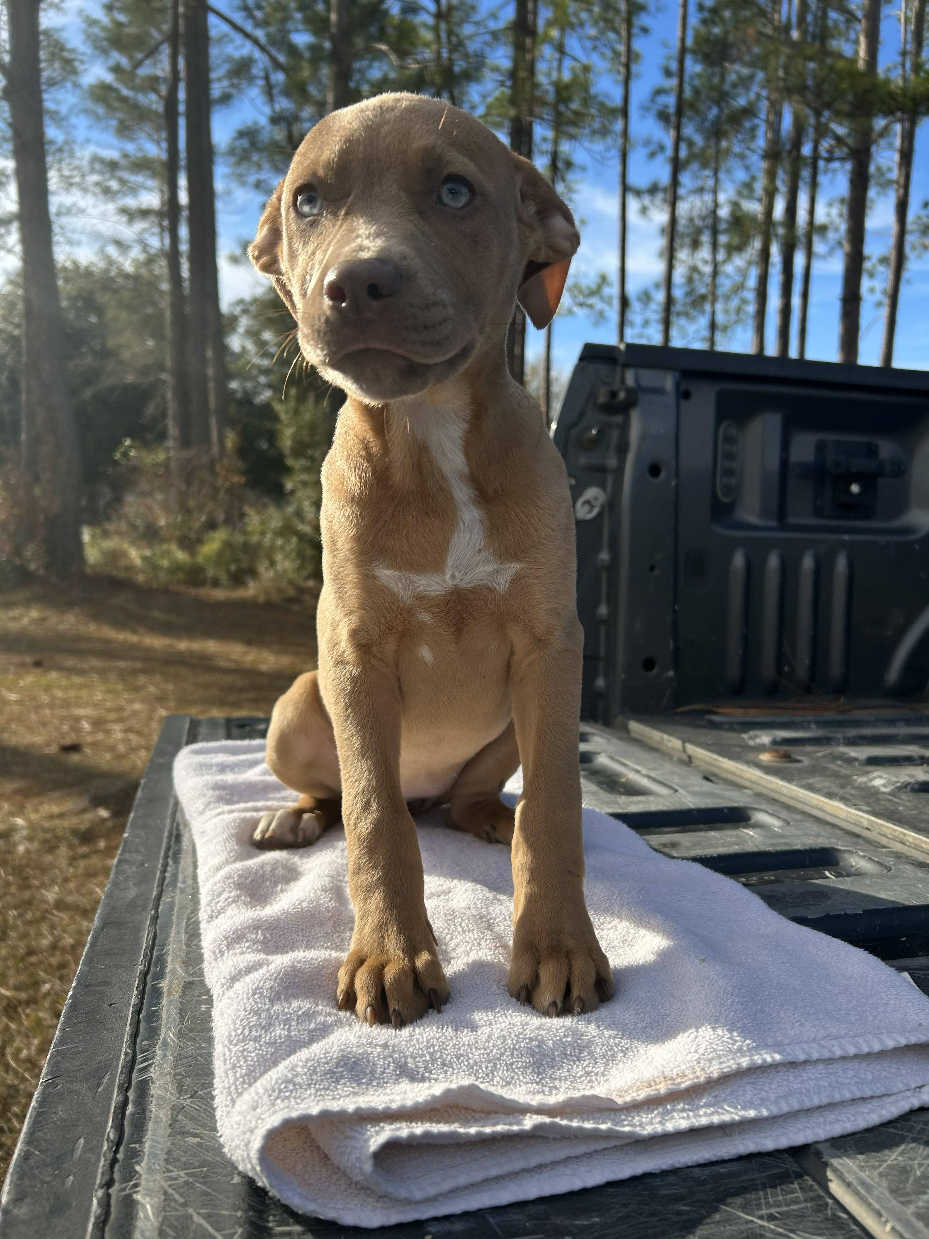 Honey, a ADOPTABLE mixed breed in Jesup, GA image 6/6