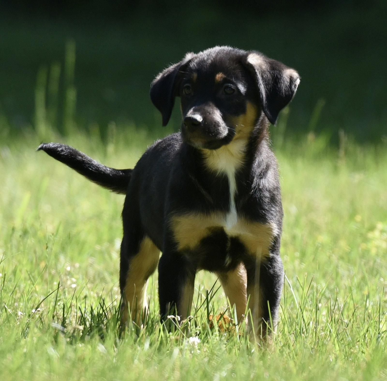 Enlarge Ollie, a Adopted mixed breed in Mechanicsburg, PA image 1/3