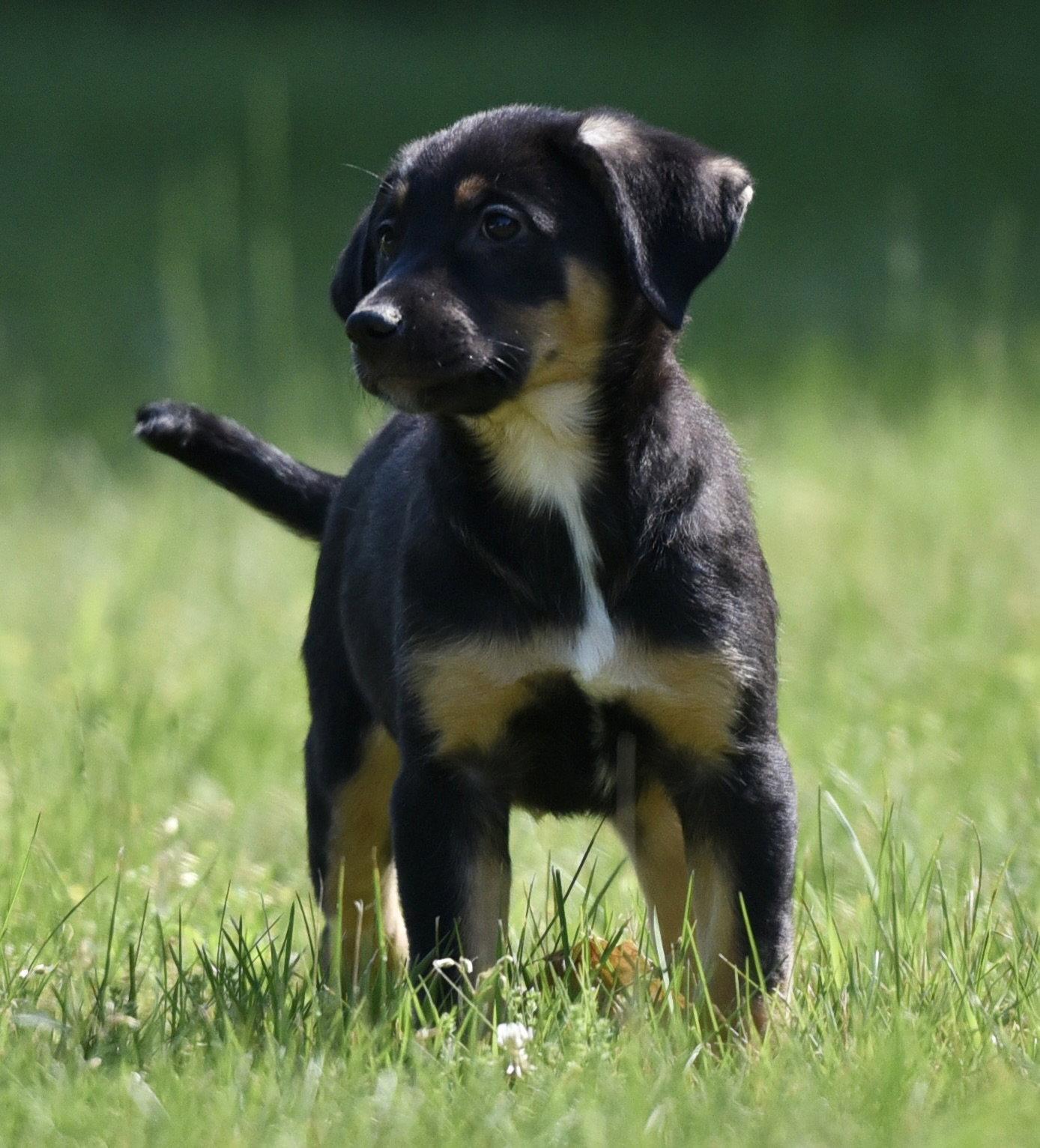 Enlarge Ollie, a Adopted mixed breed in Mechanicsburg, PA image 2/3