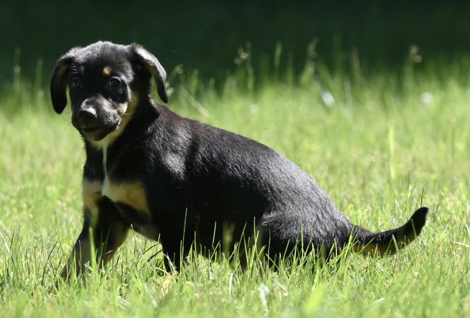 Enlarge Ollie, a Adopted mixed breed in Mechanicsburg, PA image 3/3