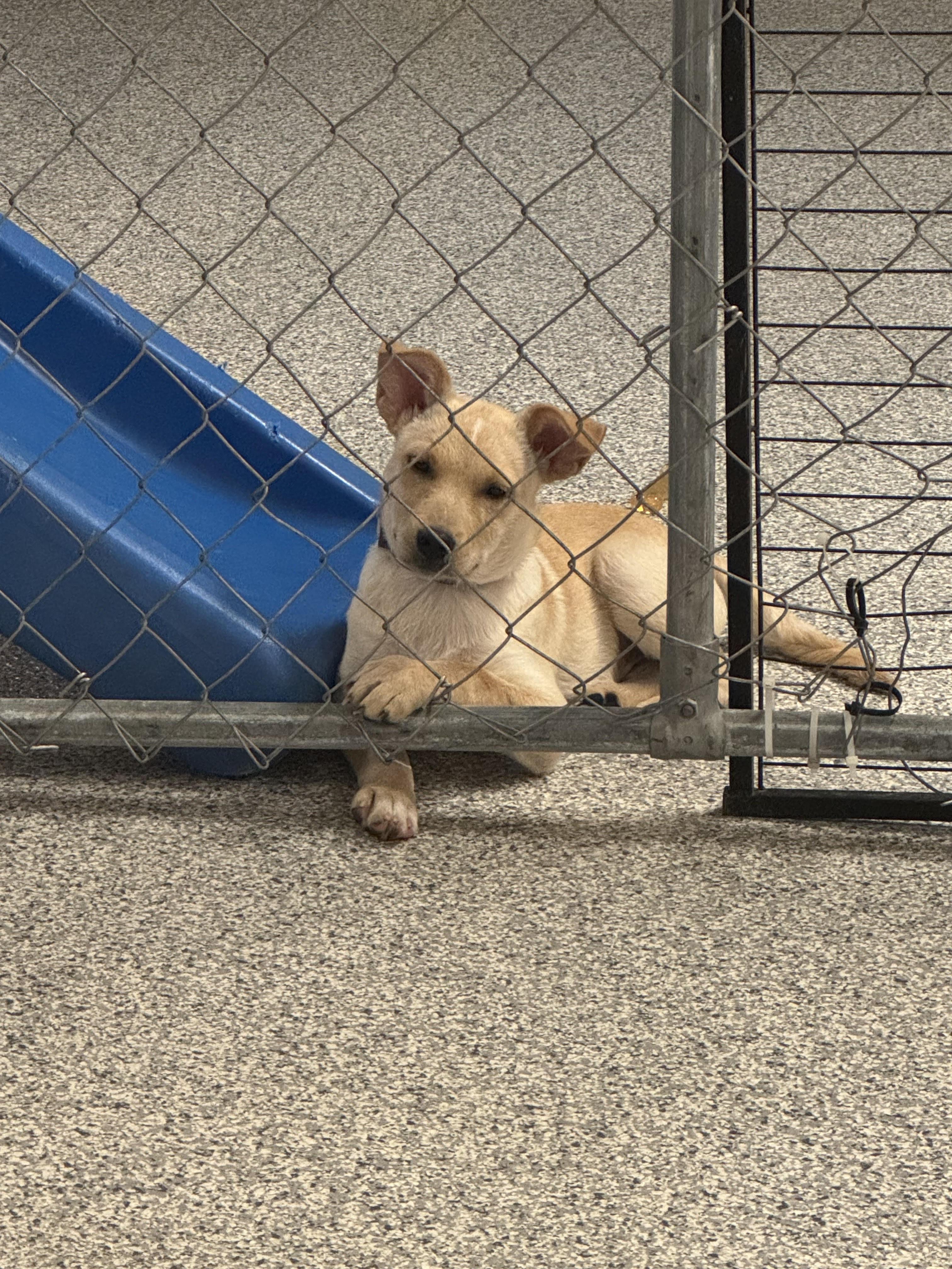 Pluto, Adoptable, Puppy Male Mixed Breed.