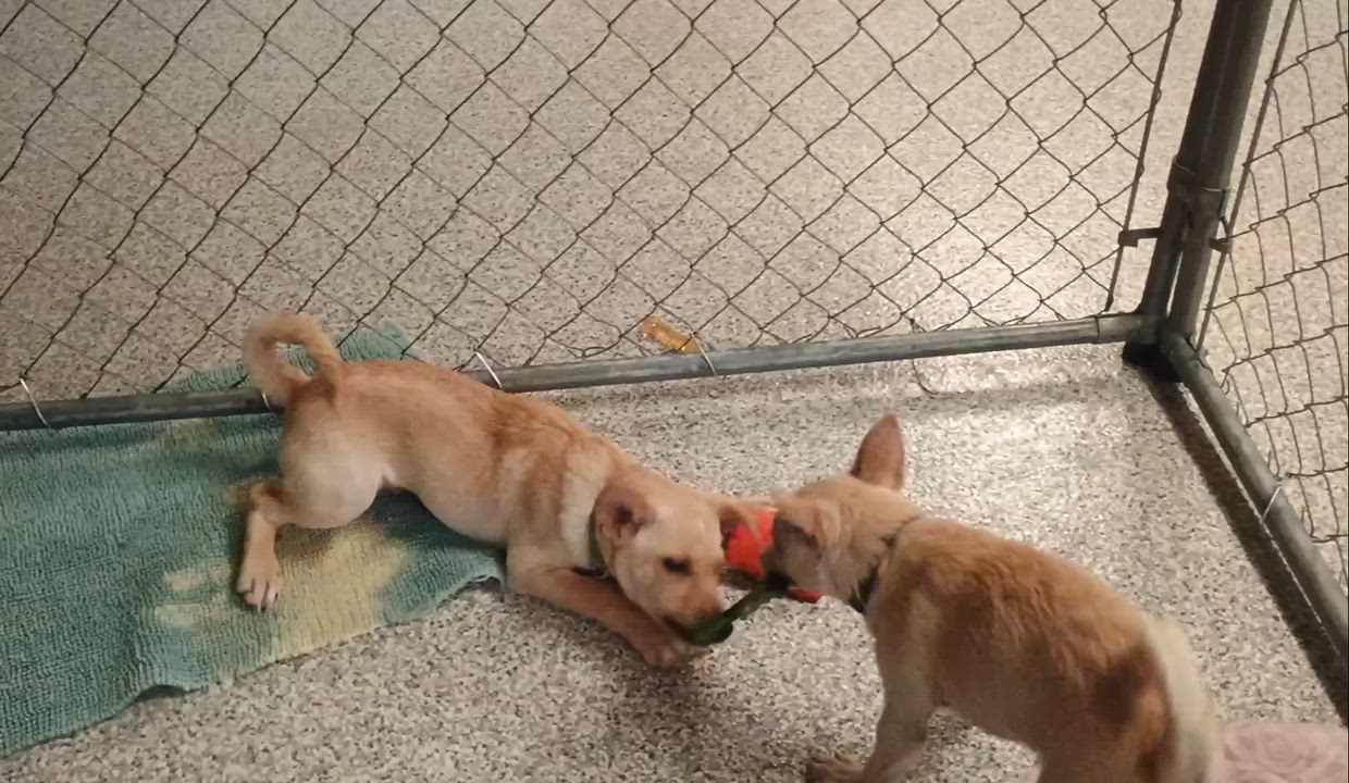 Enlarge Pluto, a Adoptable Mixed Breed in Hood River, OR video 2/2