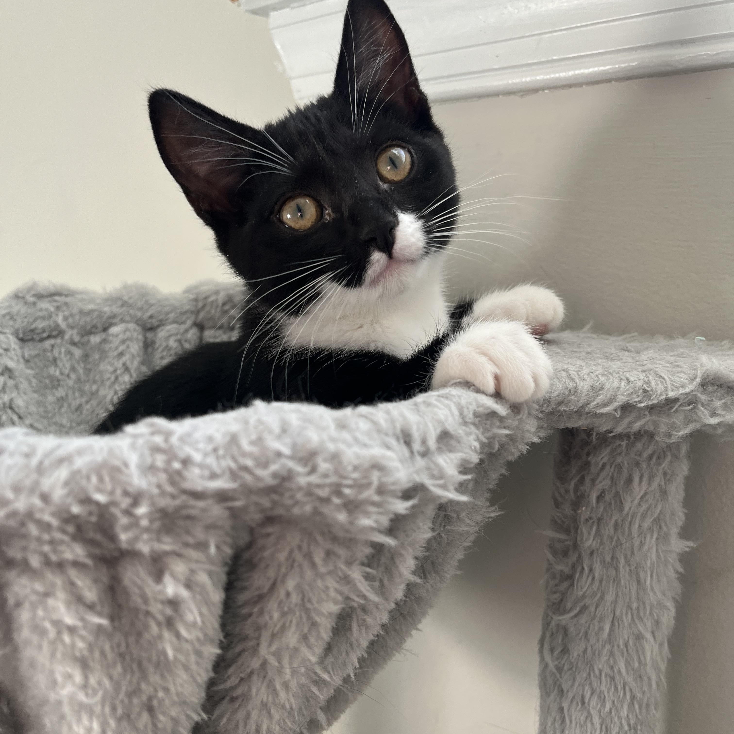 Enlarge Noelle, a ADOPTABLE Domestic Short Hair in Alexandria, VA image 2/6