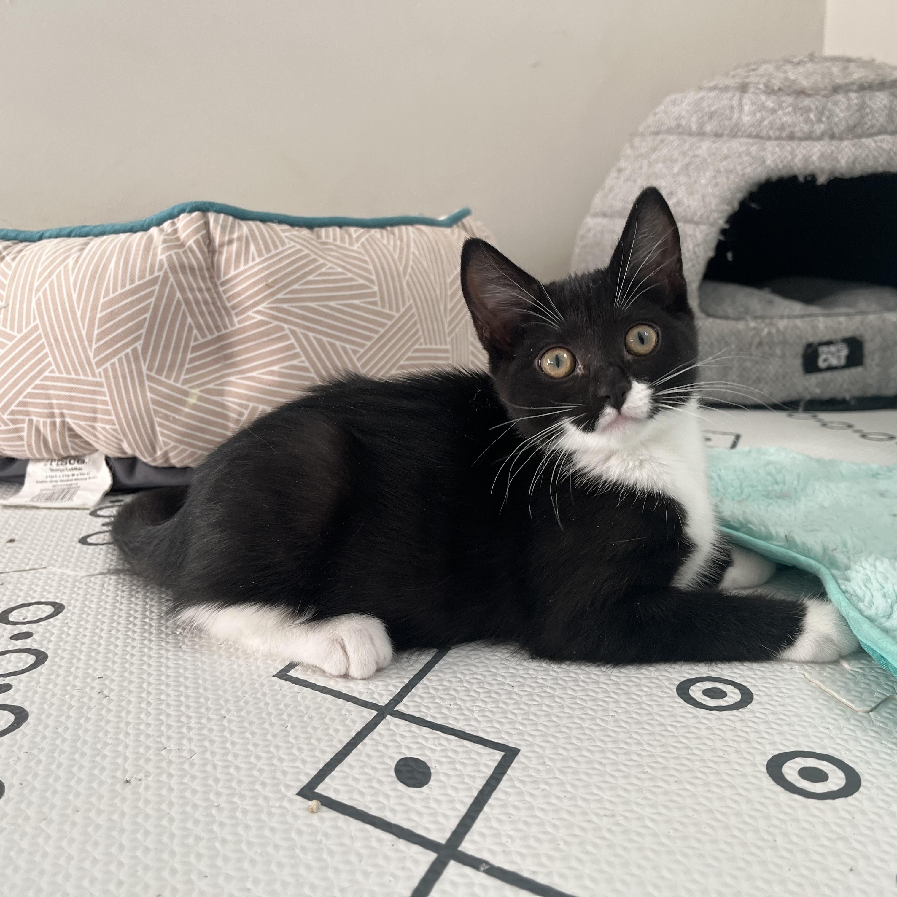 Enlarge Noelle, a ADOPTABLE Domestic Short Hair in Alexandria, VA image 3/6