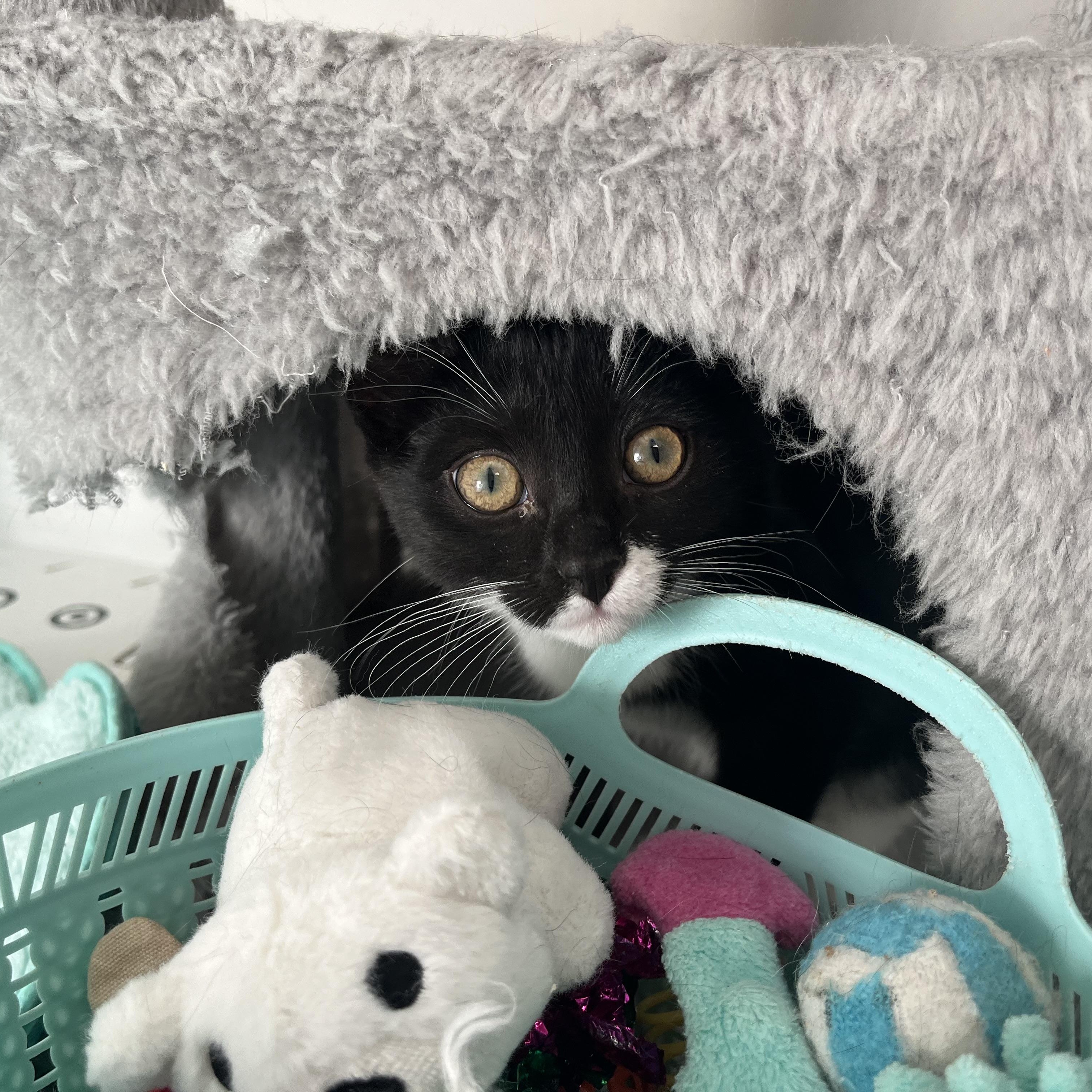 Enlarge Noelle, a ADOPTABLE Domestic Short Hair in Alexandria, VA image 4/6