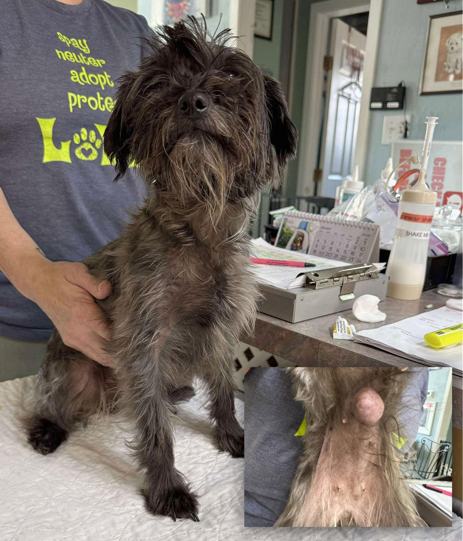 Enlarge Rainbreaux (NOT YET AVAILABLE), a Adoptable Schnauzer in Benton, LA image 1/1