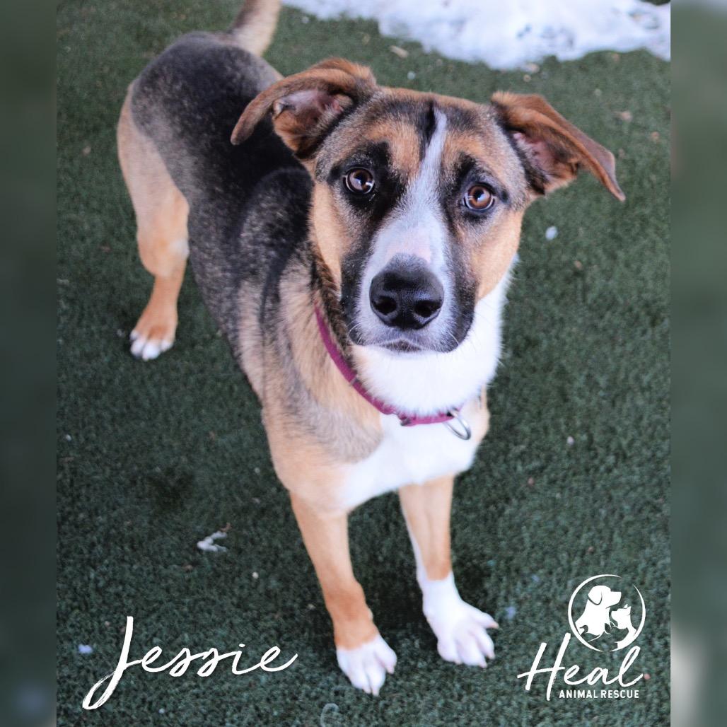 Jessie, a Adoptable Mixed Breed in Youngwood, PA image 1/2