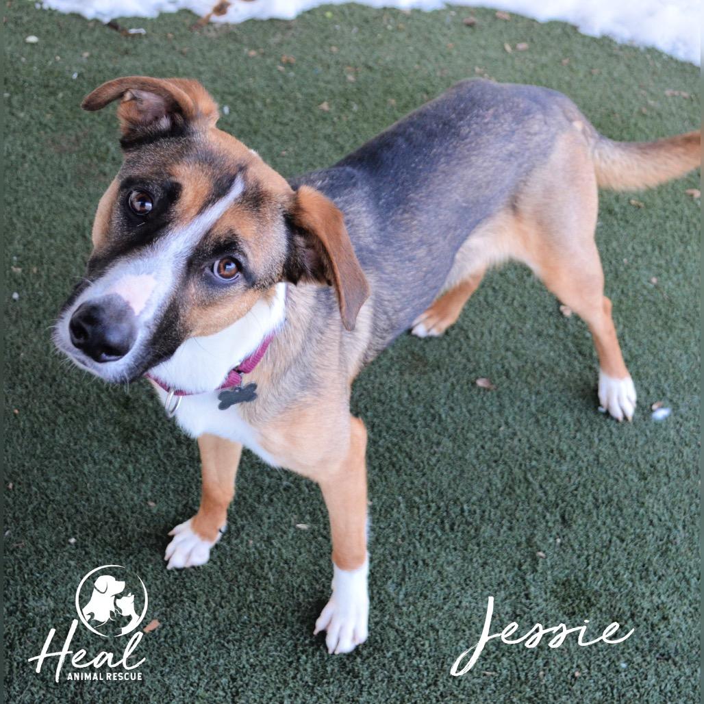 Jessie, a Adoptable Mixed Breed in Youngwood, PA image 2/2