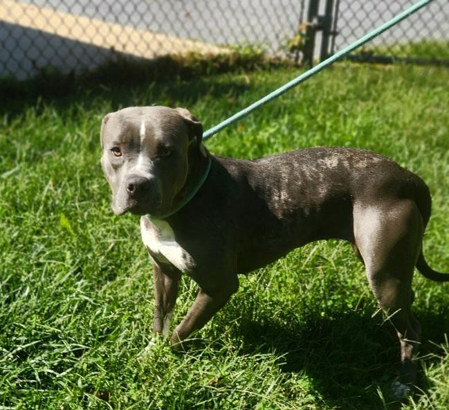 Enlarge Bella, a Adoptable Pit Bull Terrier in Stanley, VA image 3/3