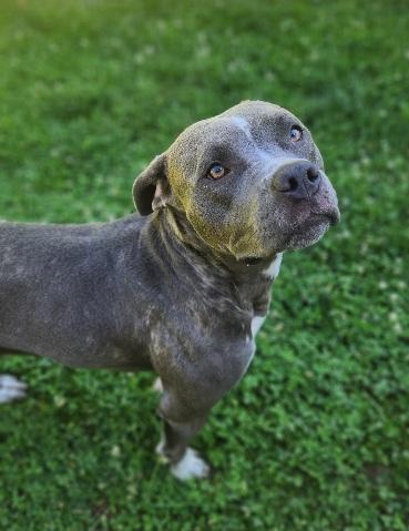 Bella, Adoptable, Adult Female Pit Bull Terrier.