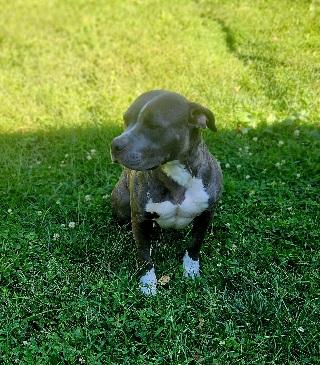 Enlarge Bella, a Adoptable Pit Bull Terrier in Stanley, VA image 2/3