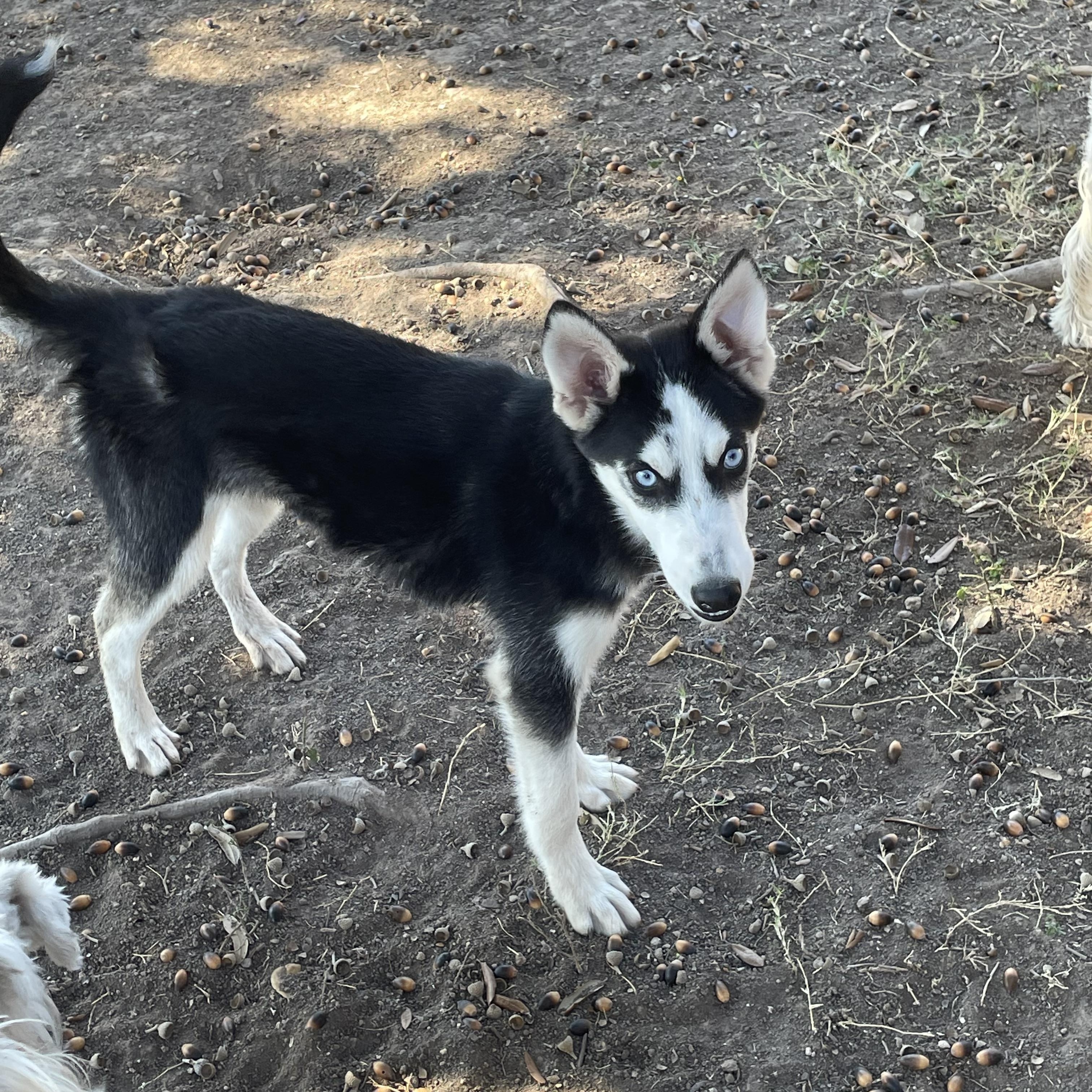 Enlarge Katrina, a Adoptable Siberian Husky in Brattleboro, VT image 2/5