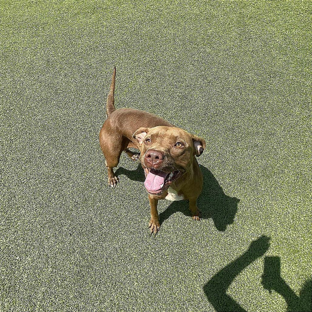 Enlarge Aurora, a Adoptable Pit Bull Terrier in Hannibal, MO image 2/4