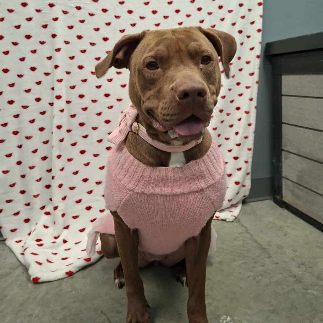 Enlarge Aurora, a Adoptable Pit Bull Terrier in Hannibal, MO image 3/4