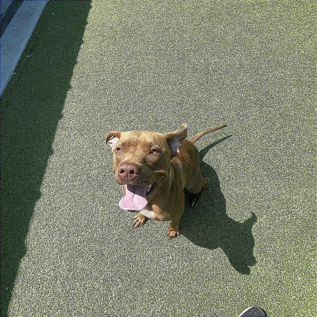 Enlarge Aurora, a Adoptable Pit Bull Terrier in Hannibal, MO image 4/4