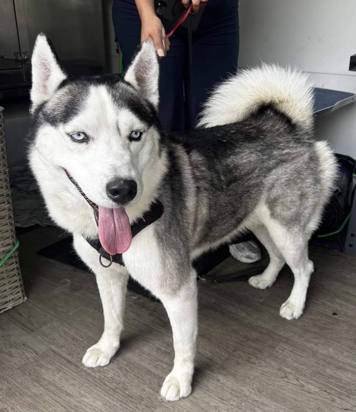 Blue, ADOPTABLE, Adult Male Siberian Husky.