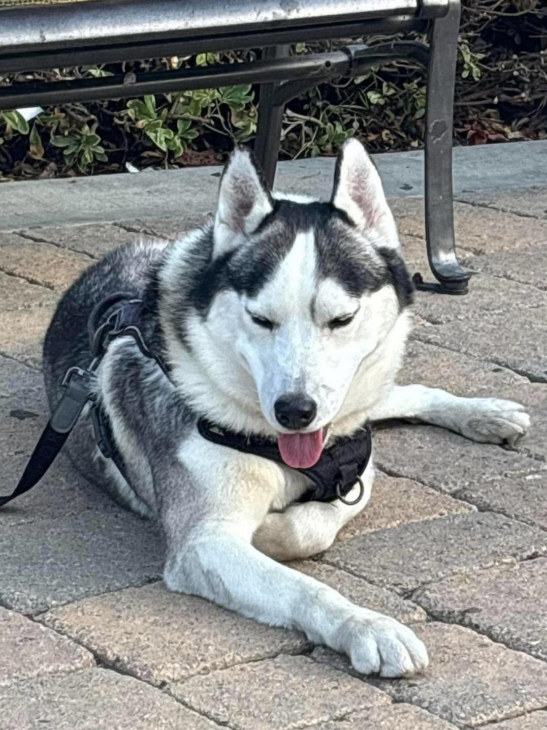 Blue, a ADOPTABLE Siberian Husky in Menifee, CA image 4/6