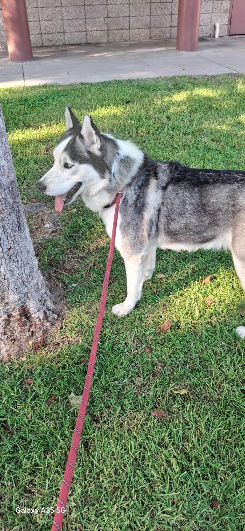 Blue, a ADOPTABLE Siberian Husky in Menifee, CA image 2/6
