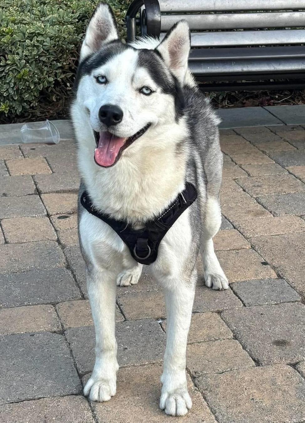 Blue, a ADOPTABLE Siberian Husky in Menifee, CA image 5/6