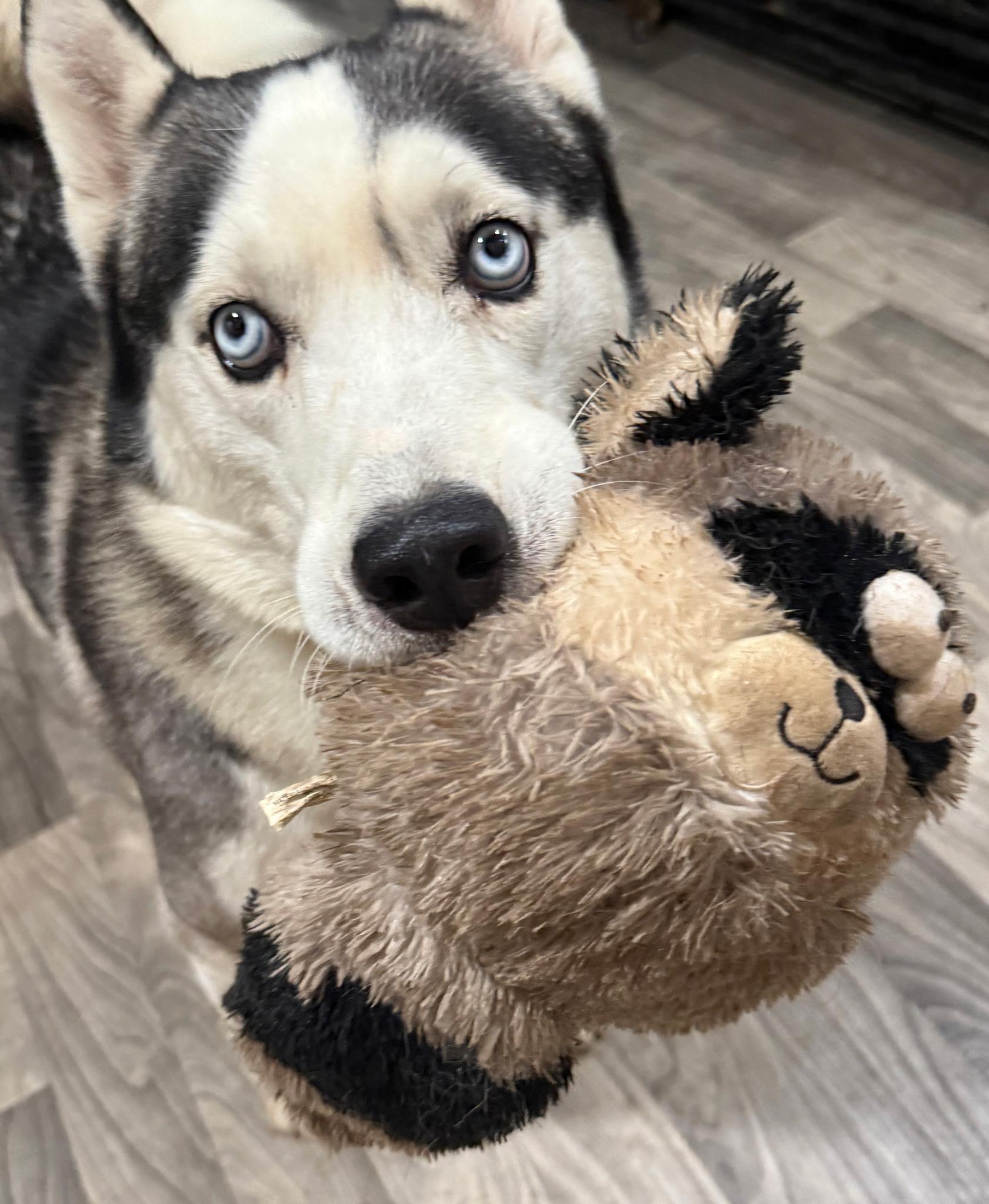 Blue, a ADOPTABLE Siberian Husky in Menifee, CA image 6/6