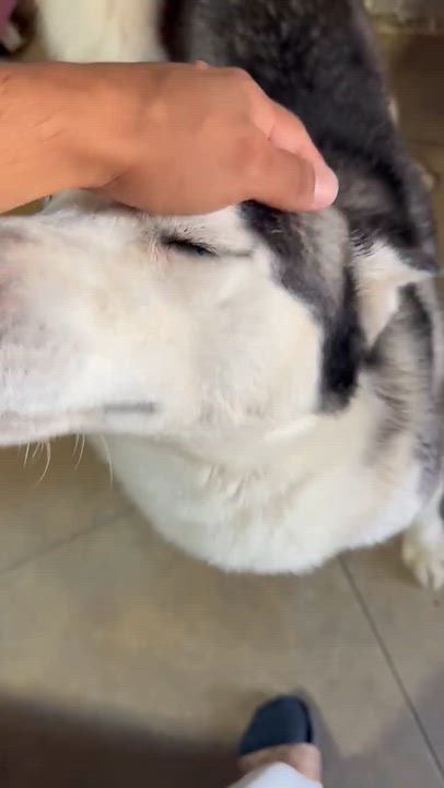 Enlarge Blue, a ADOPTABLE Siberian Husky in Menifee, CA video 3/6