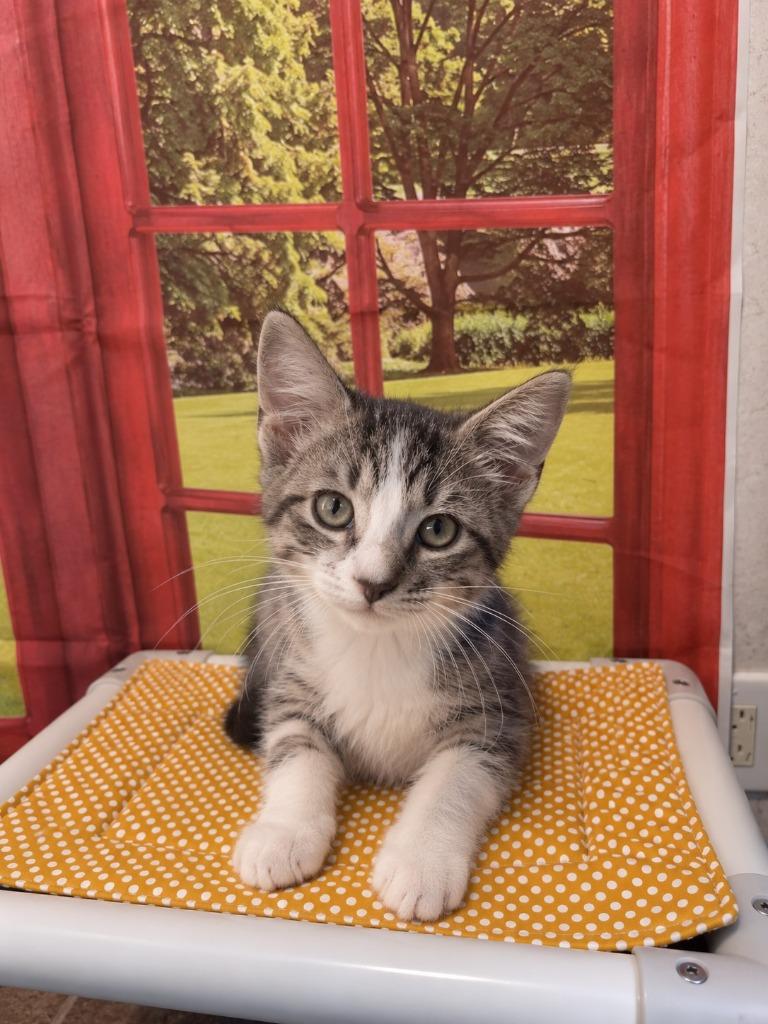 Dan, Adoptable, Kitten Male Domestic Short Hair.