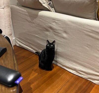 Reschny, an adopted Domestic Short Hair in Calgary, AB image 1/3