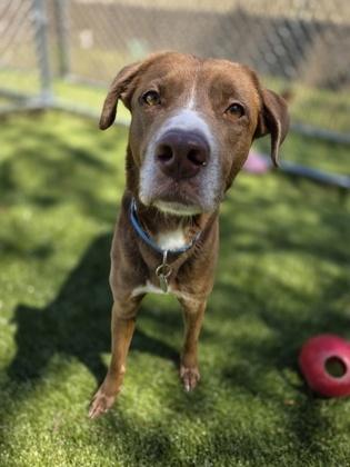 Enlarge Bambi, a Adoptable mixed breed in Savannah, GA image 1/3