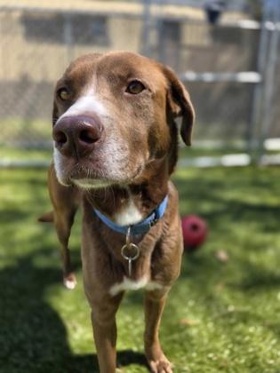 Enlarge Bambi, a Adoptable mixed breed in Savannah, GA image 1/3