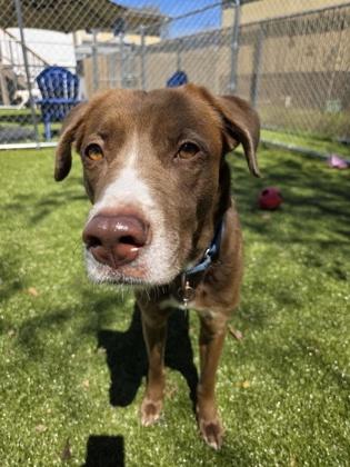 Enlarge Bambi, a Adoptable mixed breed in Savannah, GA image 3/3