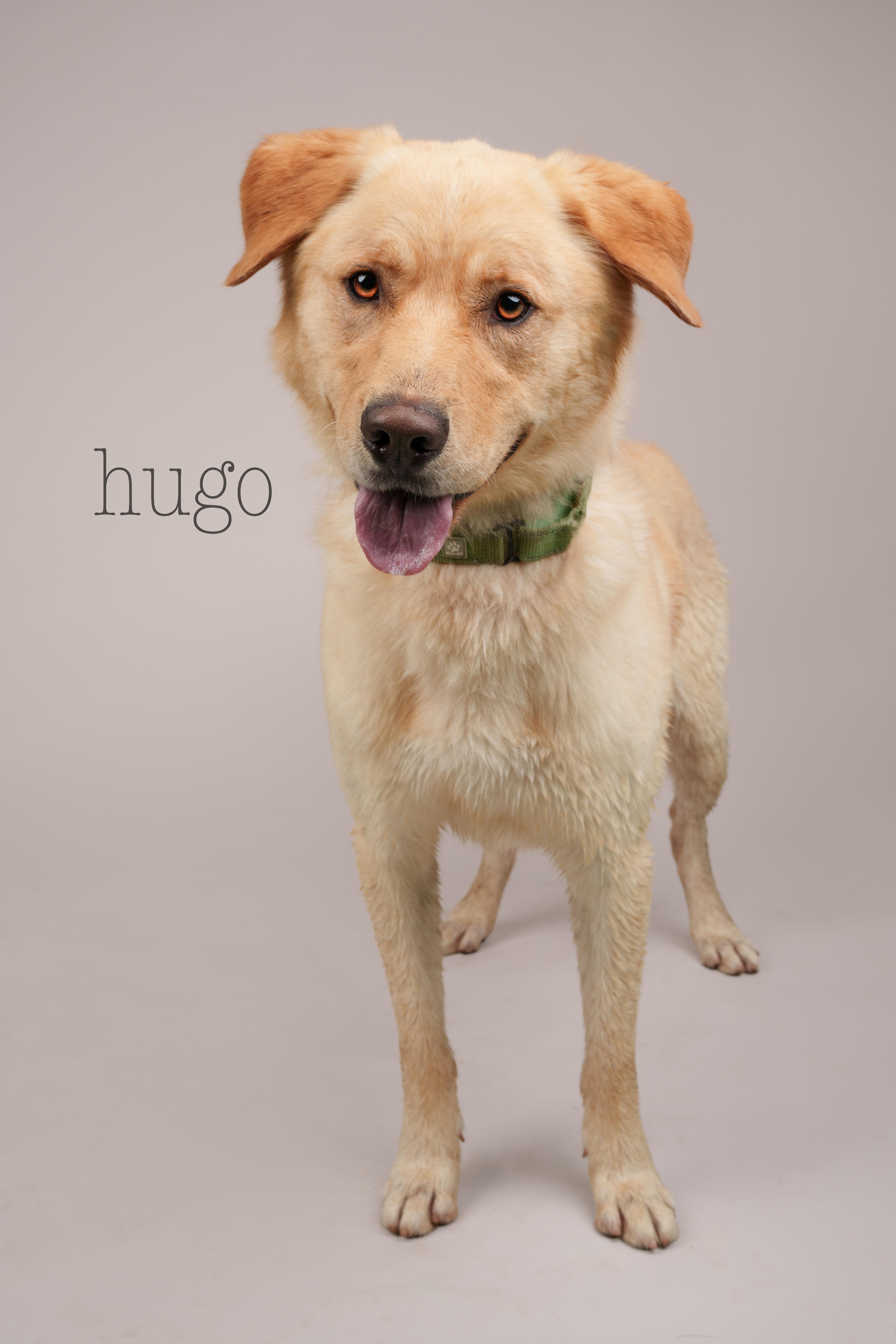 Hugo