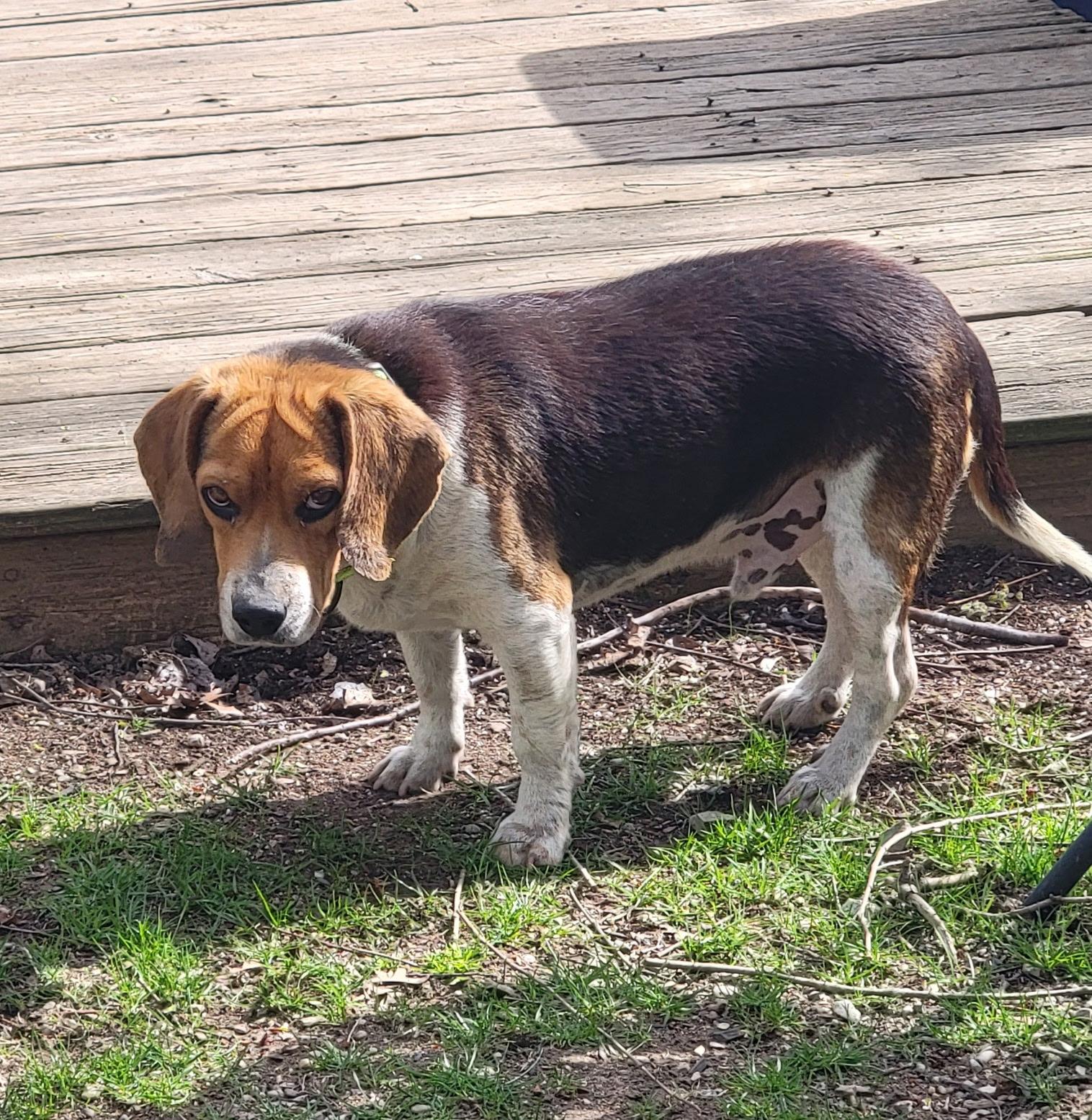 Enlarge Boone, a ADOPTABLE Beagle in Stoughton, MA image 5/6