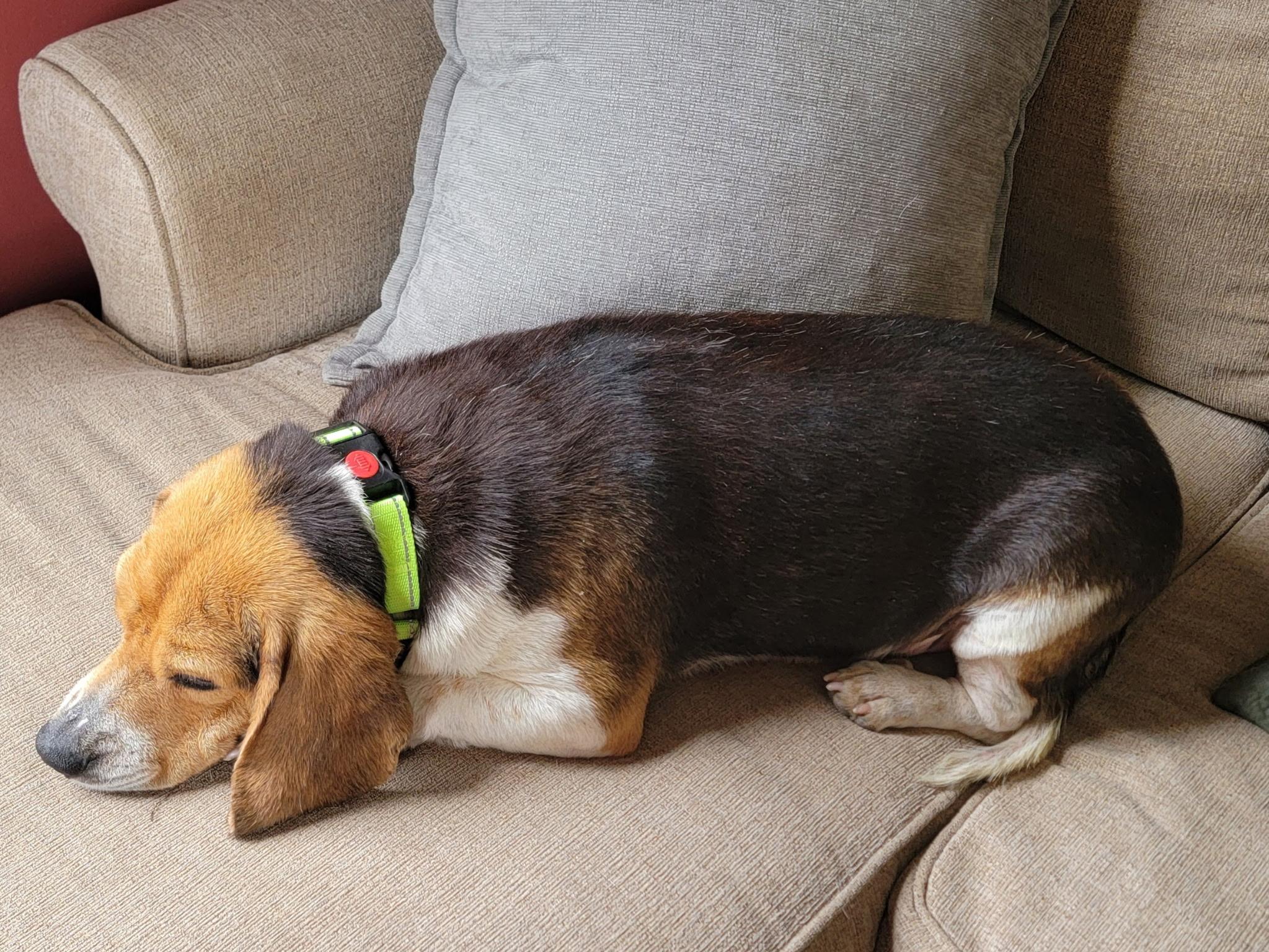 Enlarge Boone, a ADOPTABLE Beagle in Stoughton, MA image 6/6