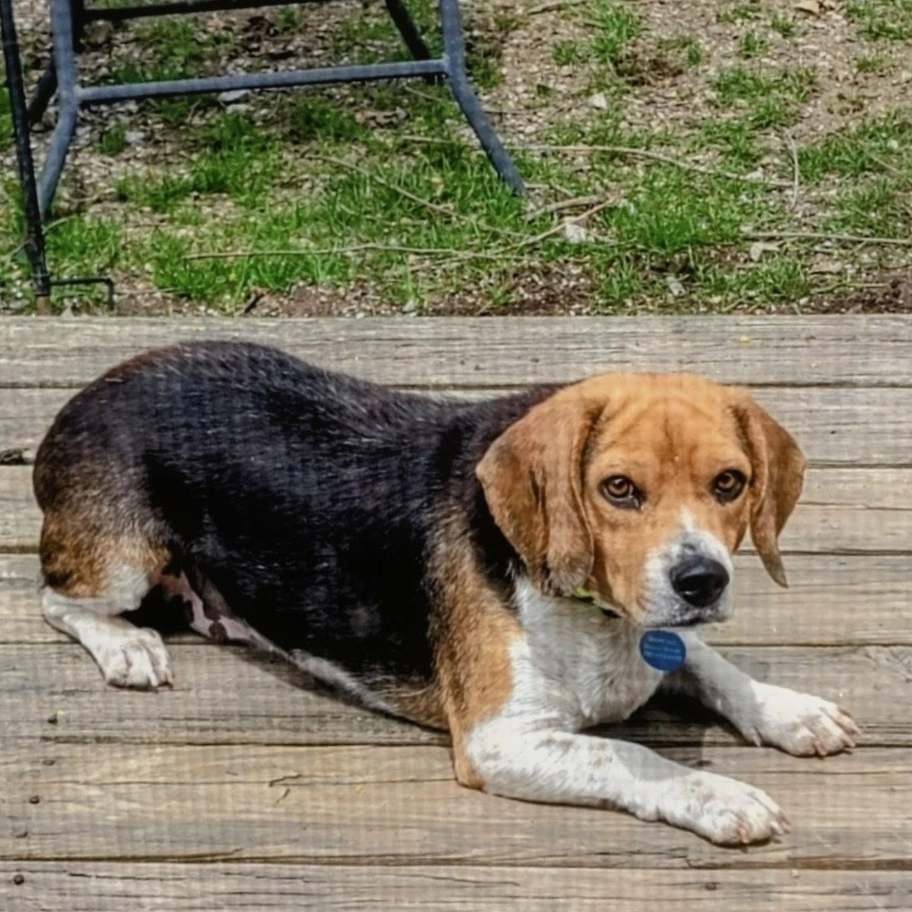 Enlarge Boone, a ADOPTABLE Beagle in Stoughton, MA image 2/6