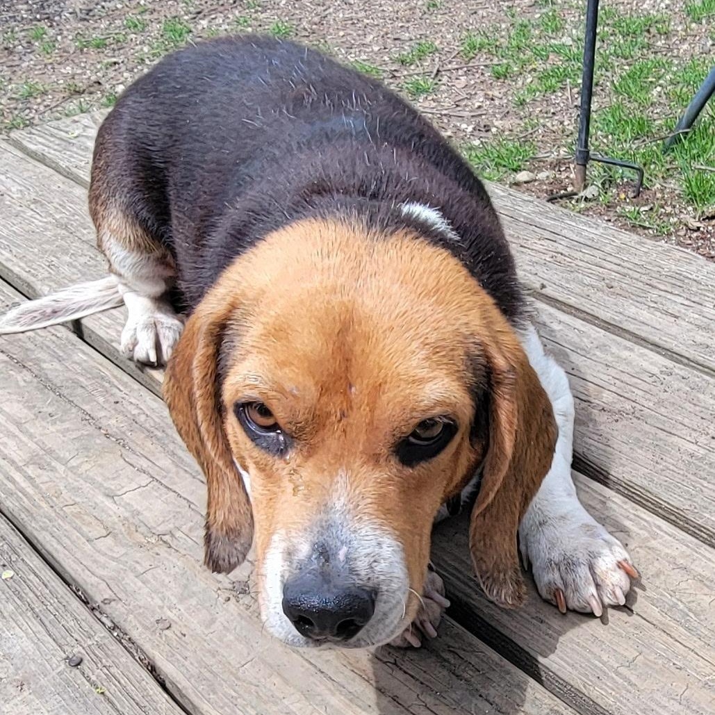 Enlarge Boone, a ADOPTABLE Beagle in Stoughton, MA image 3/6