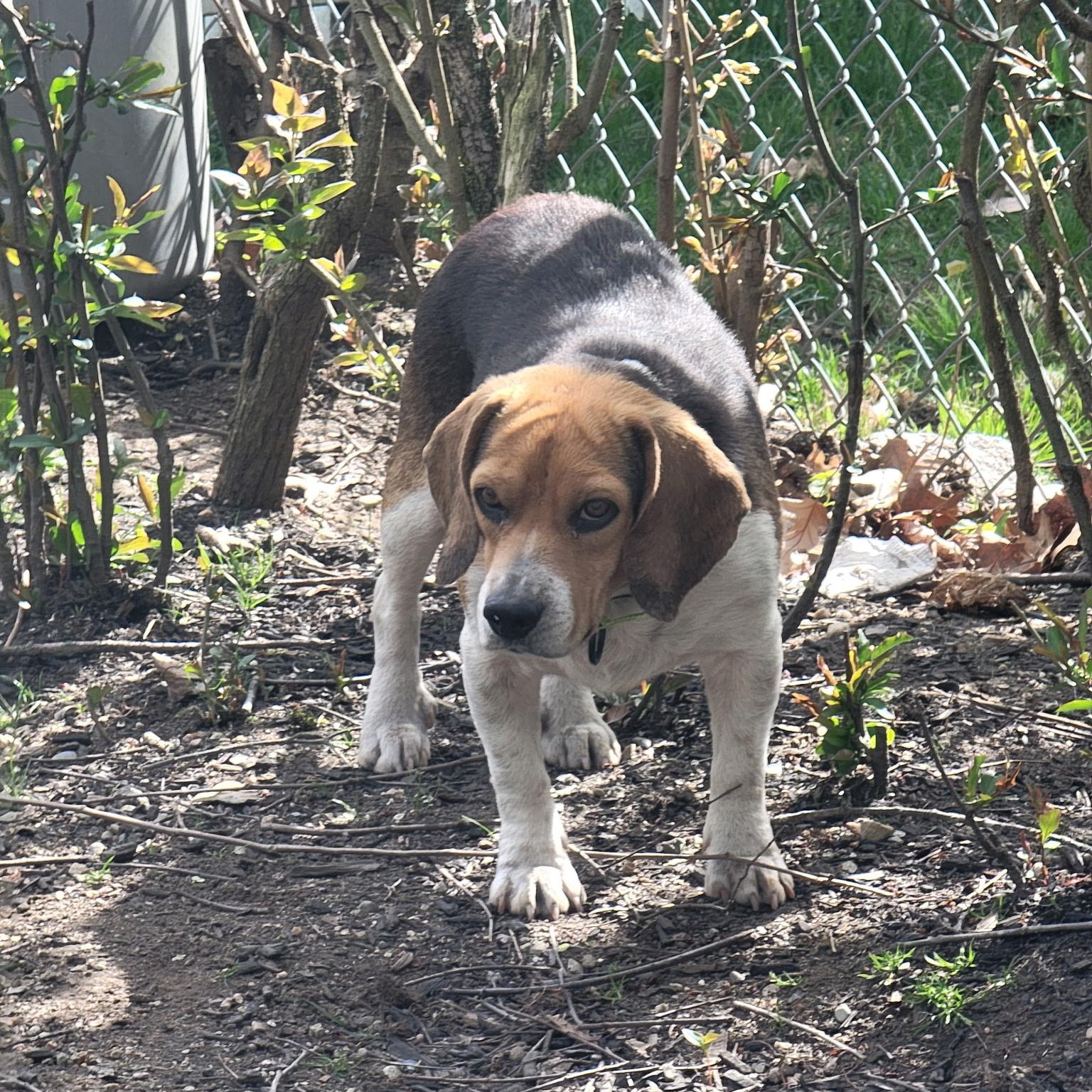 Enlarge Boone, a ADOPTABLE Beagle in Stoughton, MA image 4/6