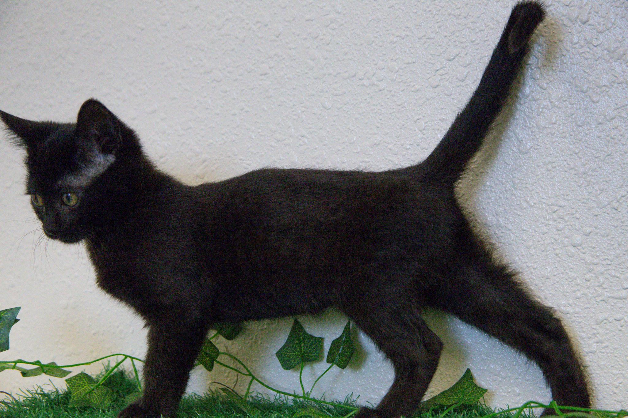 Cardinal, a ADOPTABLE Domestic Short Hair in Red Wing, MN image 3/4