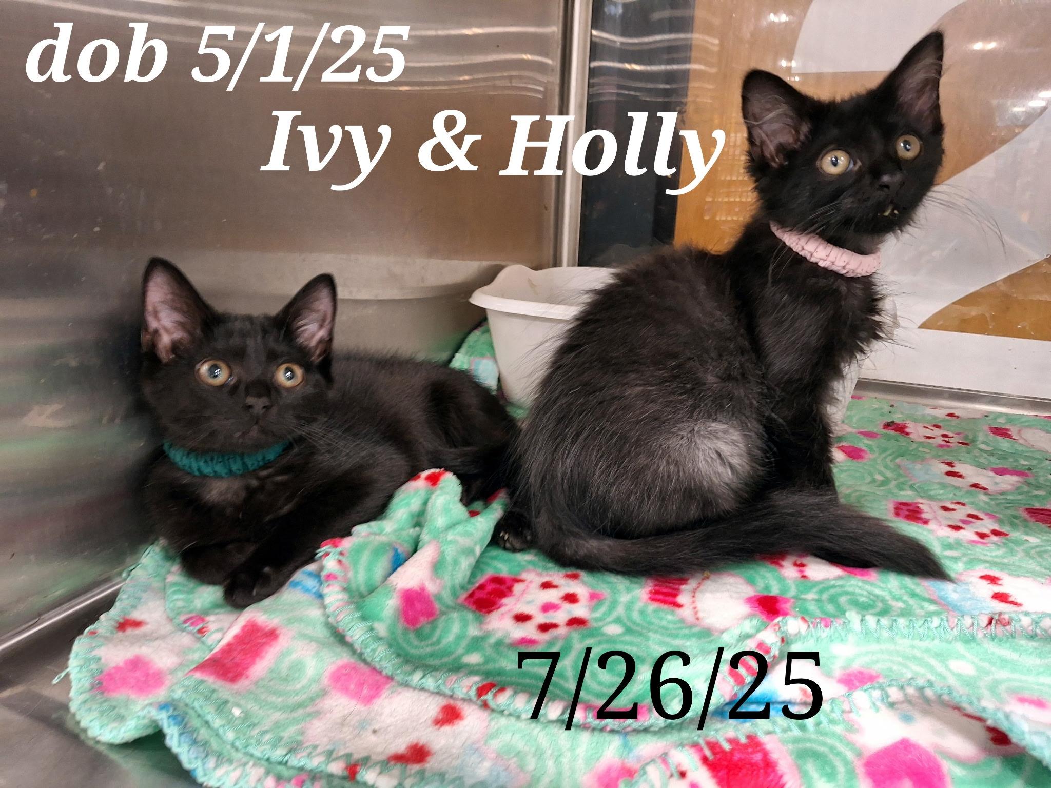 Calyx and Ivy and Holly, Adoptable, Young Male American Shorthair.