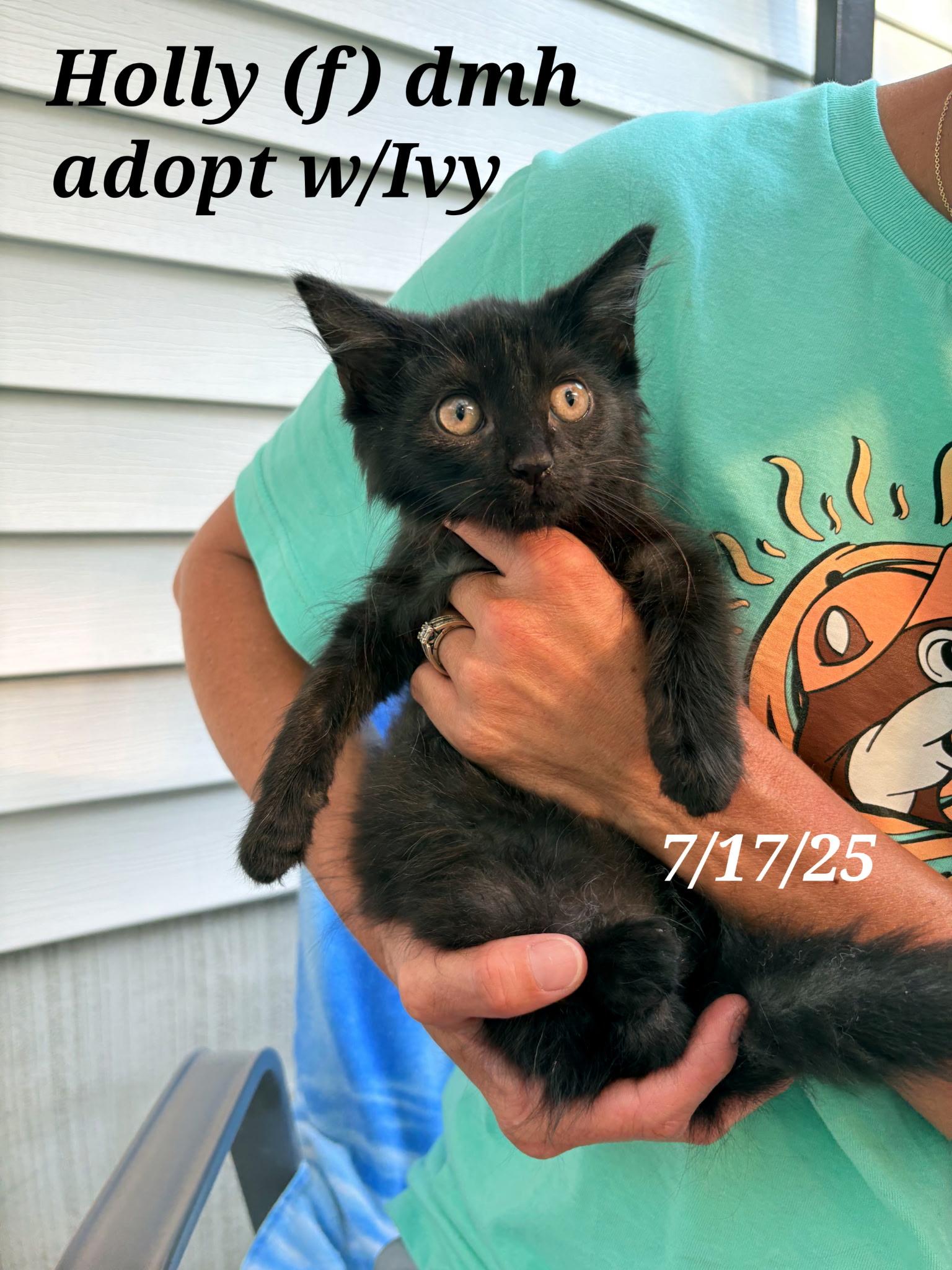 Enlarge Calyx  and   Ivy  and Holly, a Adoptable mixed breed in Staunton, VA image 2/6