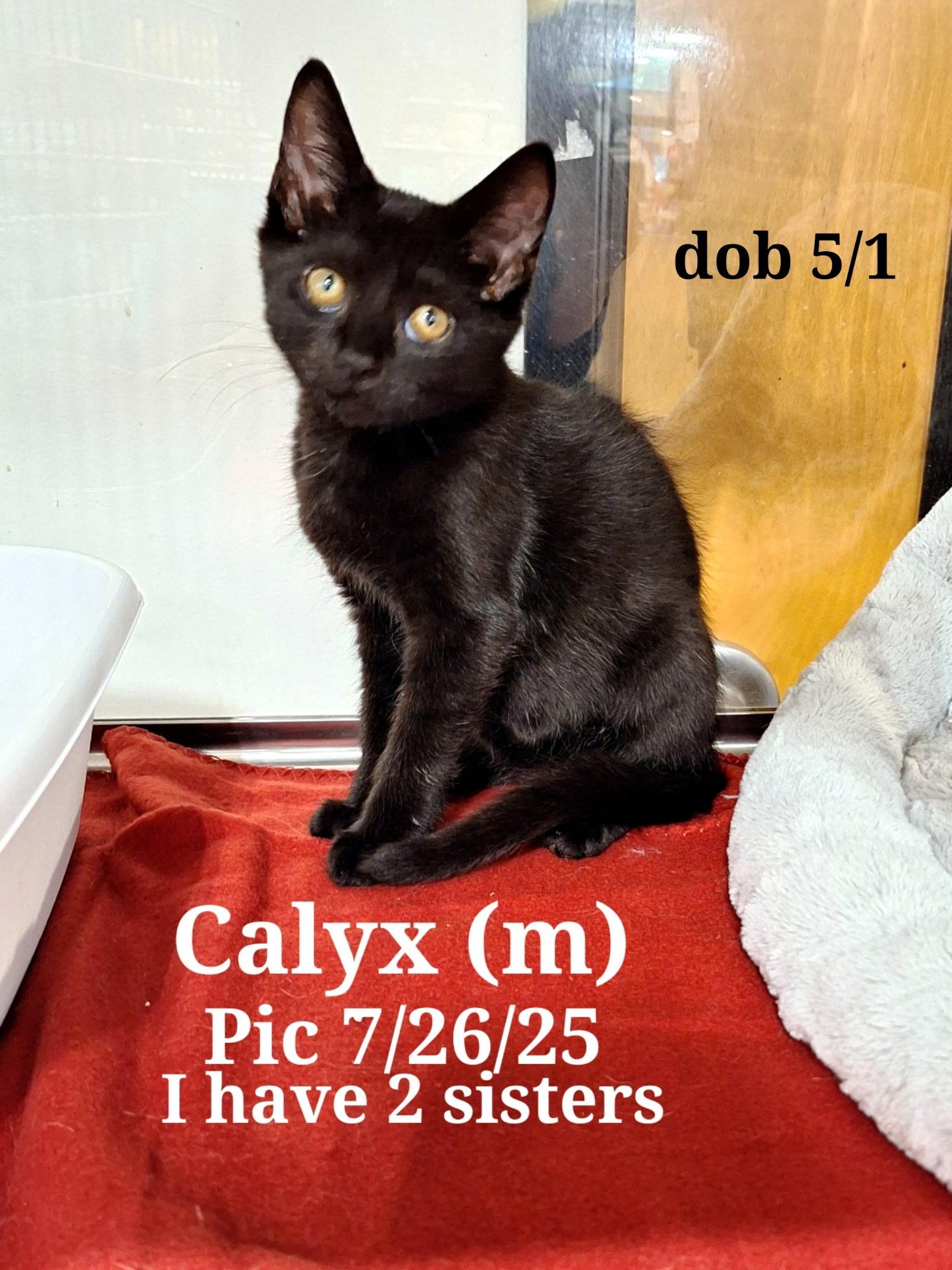 Calyx  and   Ivy  and Holly