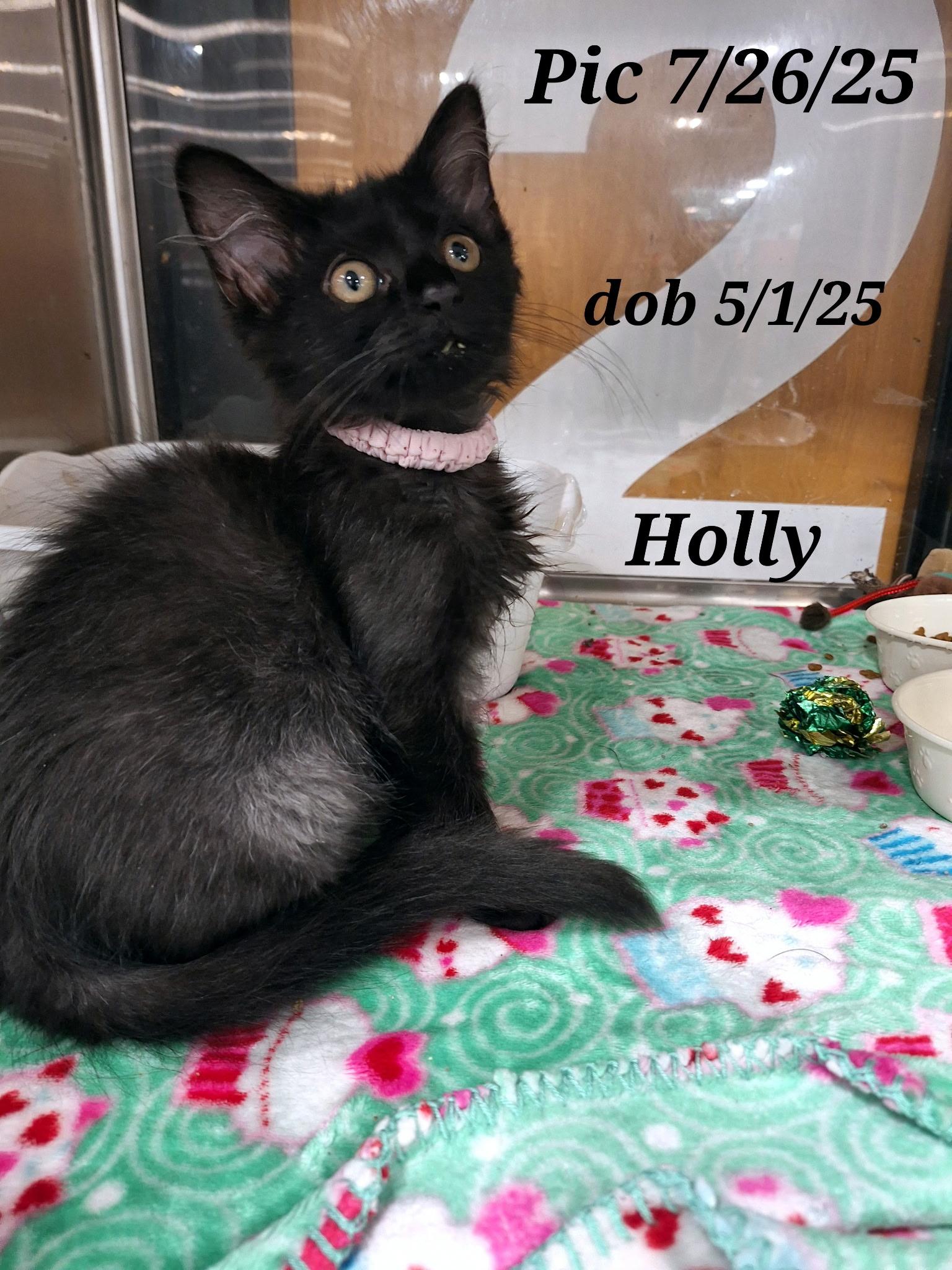 Calyx  and   Ivy  and Holly