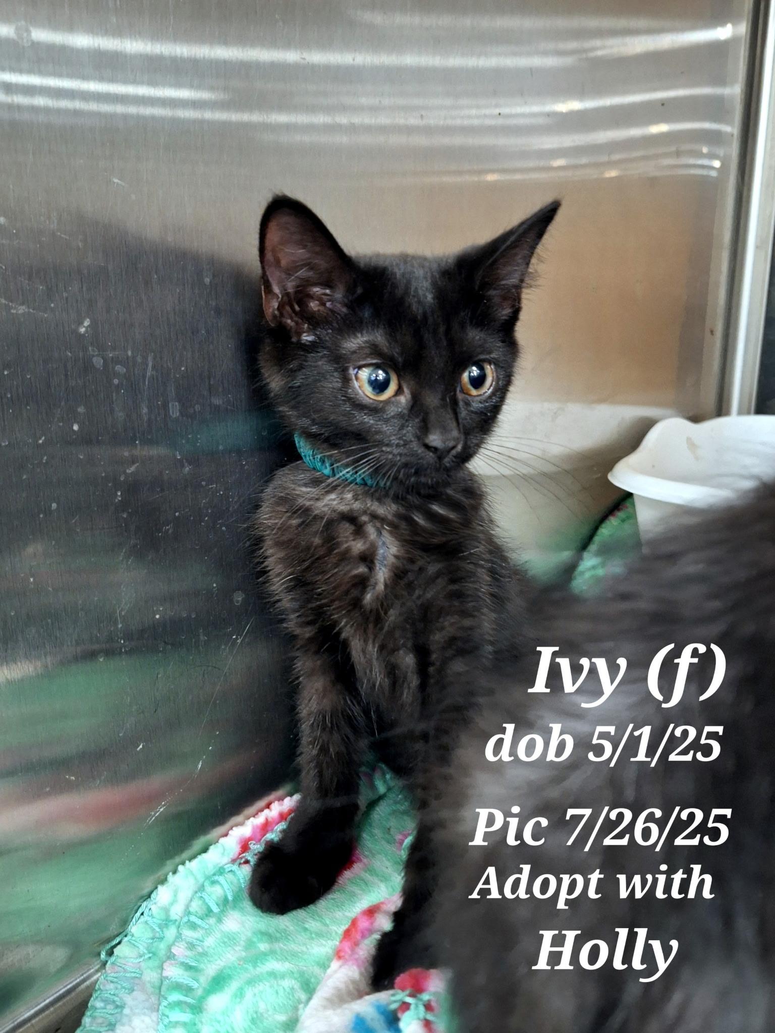 Calyx  and   Ivy  and Holly