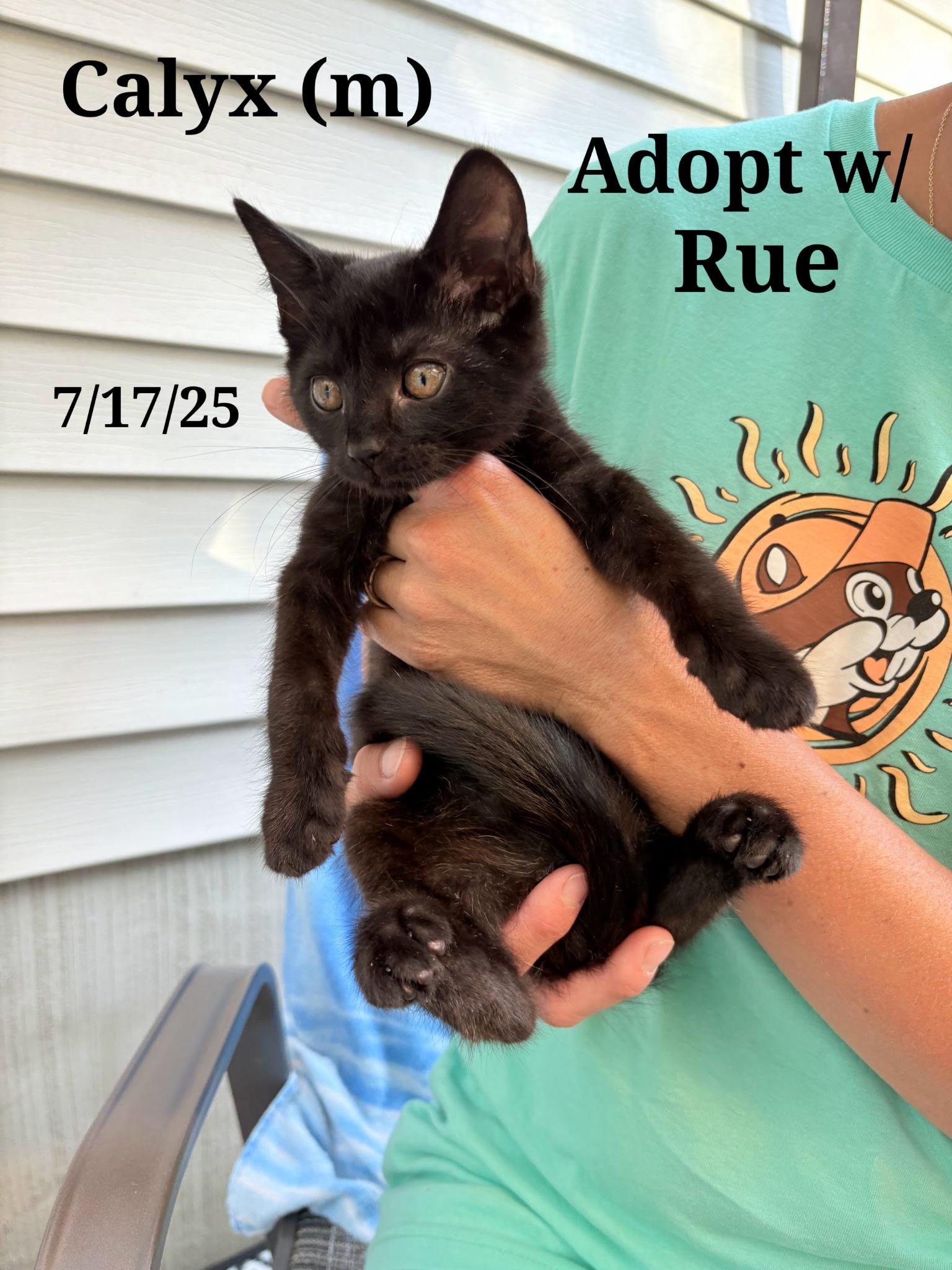 Enlarge Calyx  and   Ivy  and Holly, a Adoptable mixed breed in Staunton, VA image 6/6