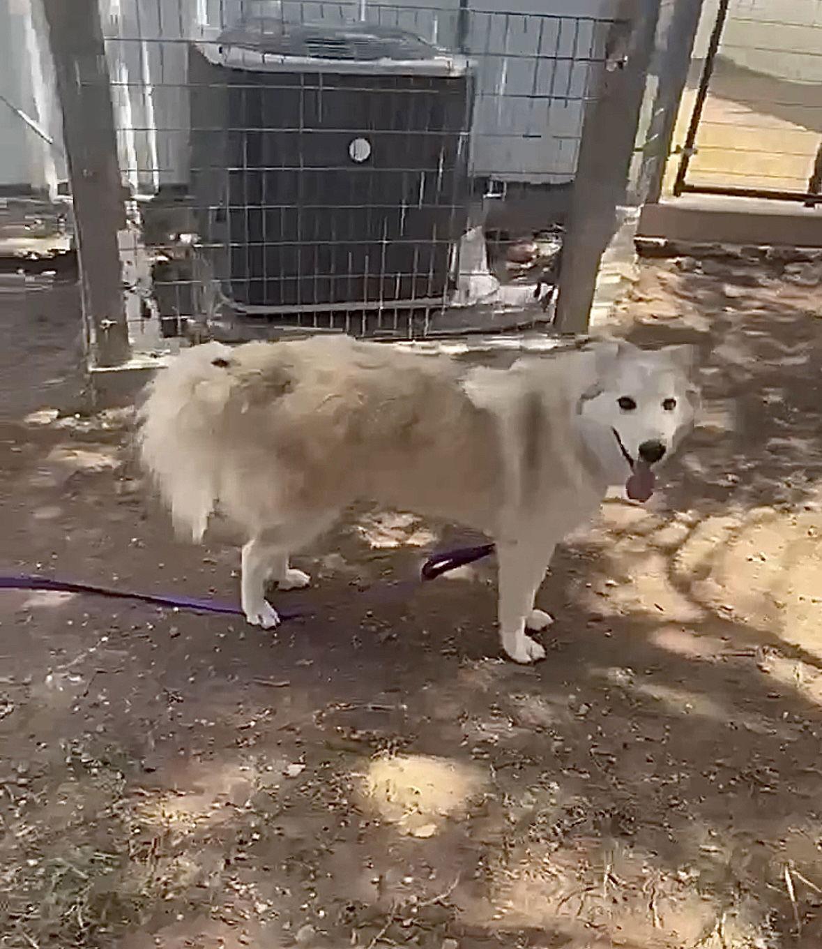 FOSTER ME - Sallie Mae, Adoptable, Adult Female Husky.