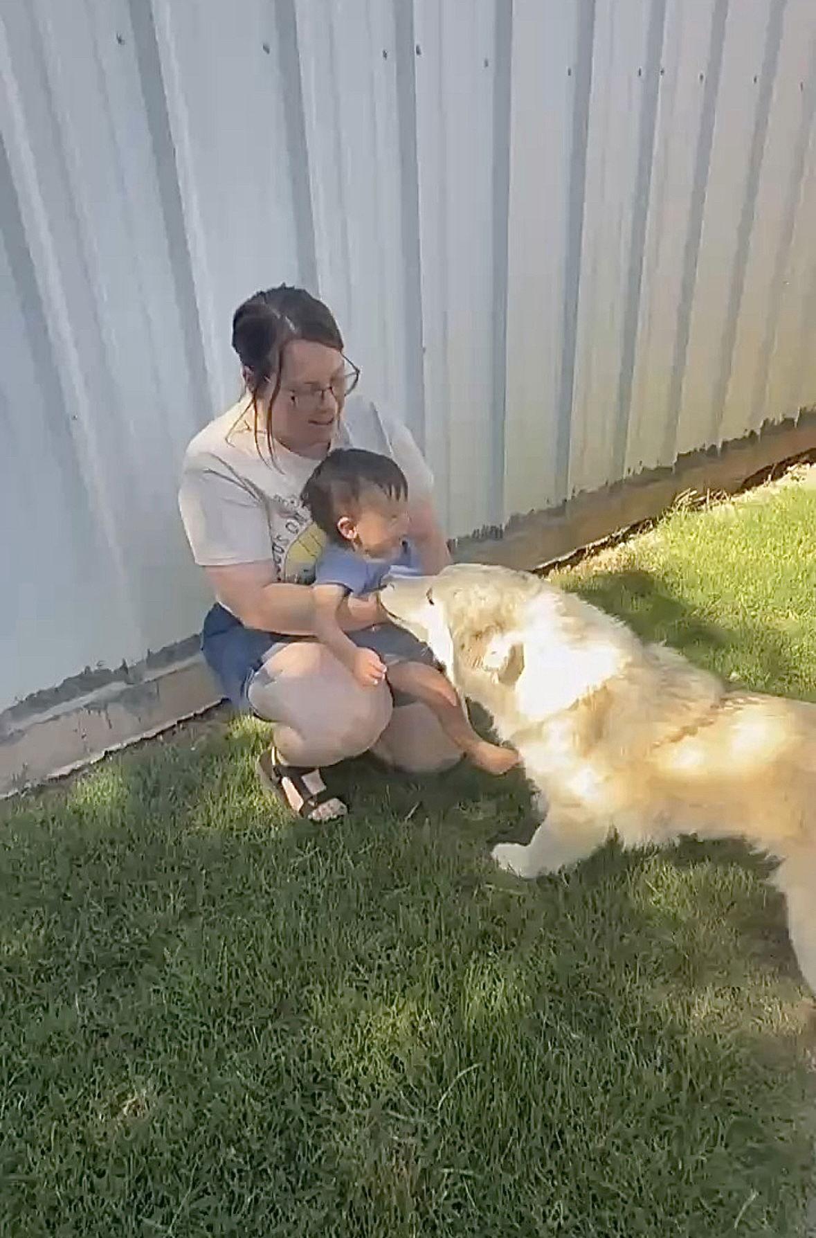 FOSTER ME - Sallie Mae, a Adoptable Husky in Grafton, WI image 2/3