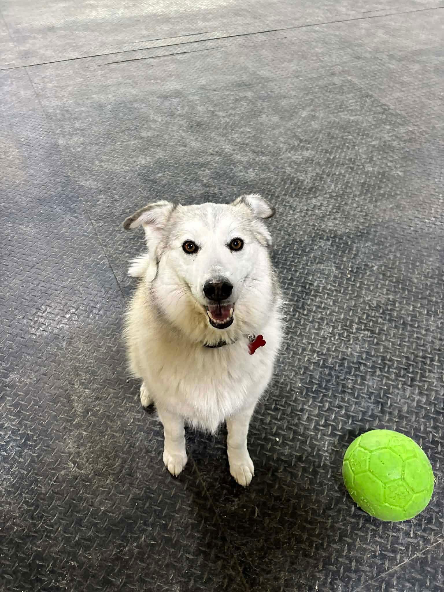 Sallie Mae, a Adoptable Husky in Grafton, WI image 1/3