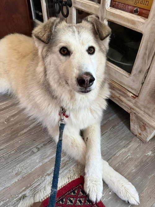 Sallie Mae, a Adoptable Husky in Grafton, WI image 2/3