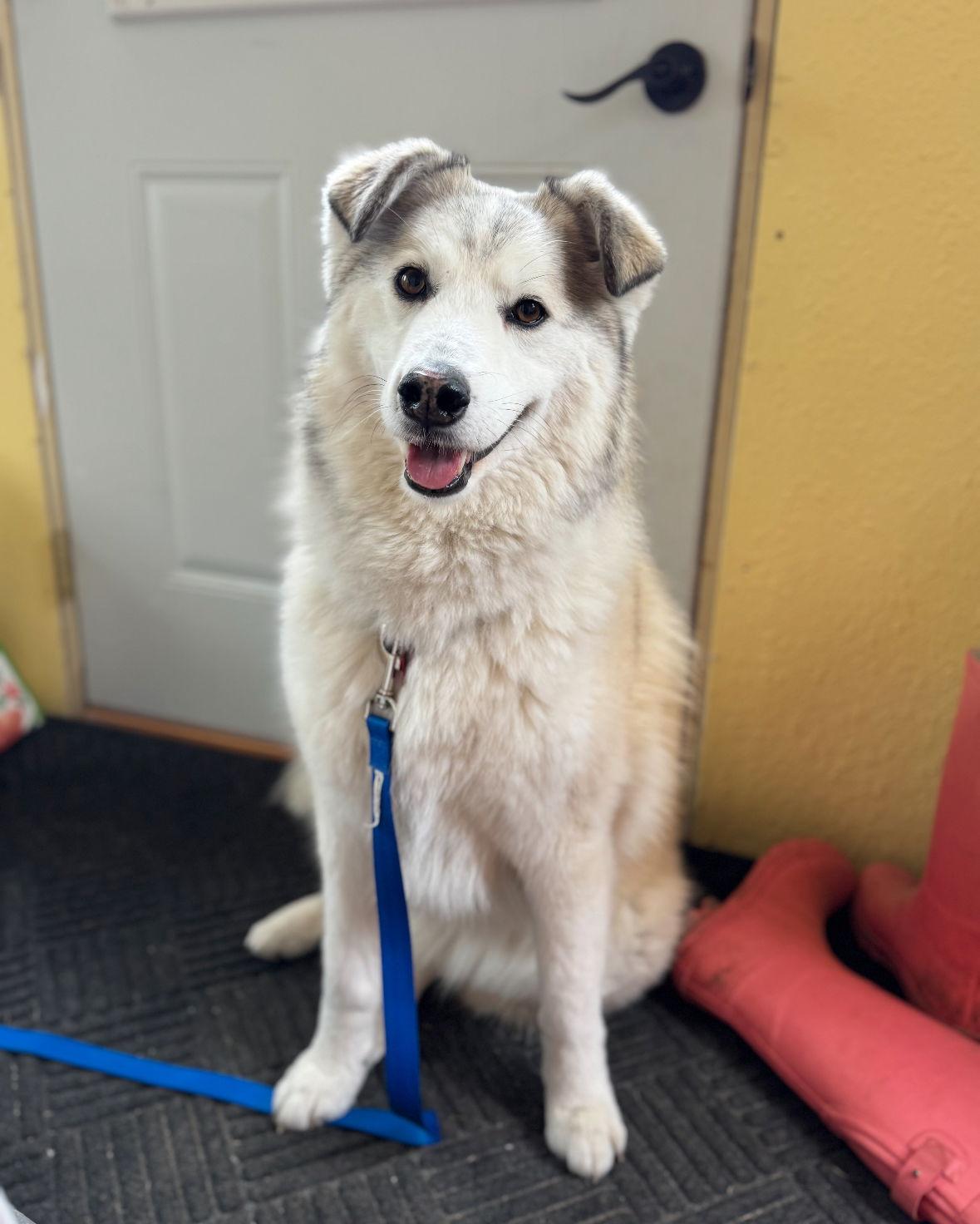 Sallie Mae, a Adoptable Husky in Grafton, WI image 3/3