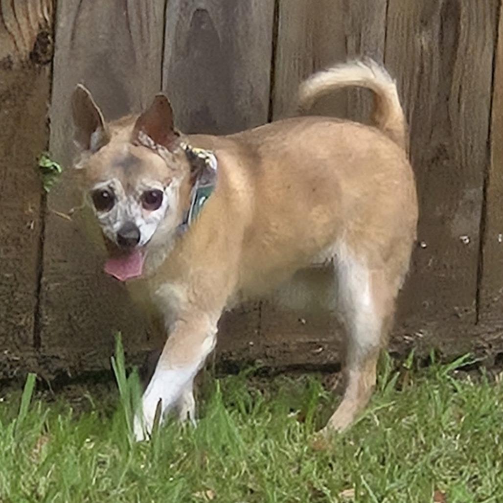 Cici - Courtesy Post, Adoptable, Senior Female Chihuahua.