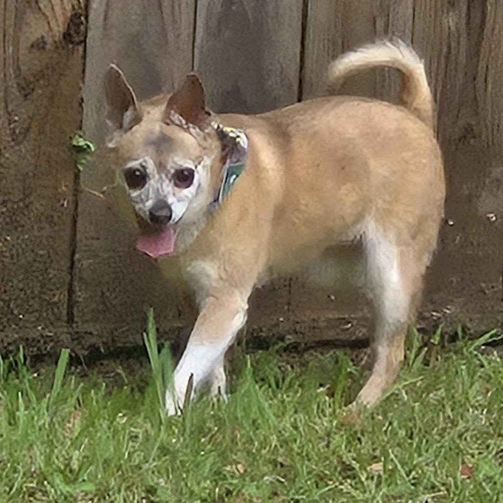 Enlarge Cici - Courtesy Post, a Adoptable Chihuahua in Gulfport, MS image 2/6